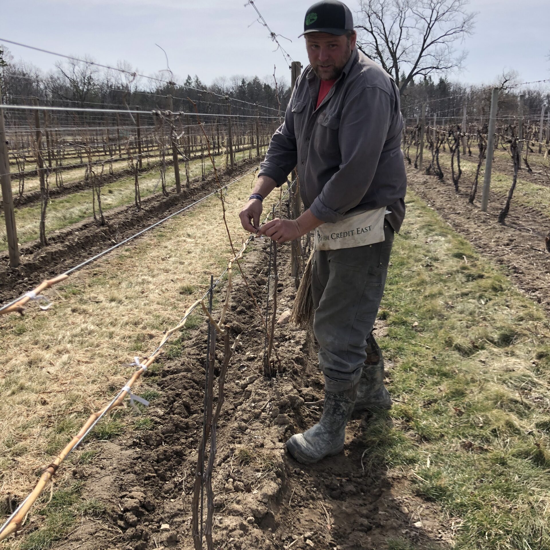 Tim Hosmer tying vines in the vineyard