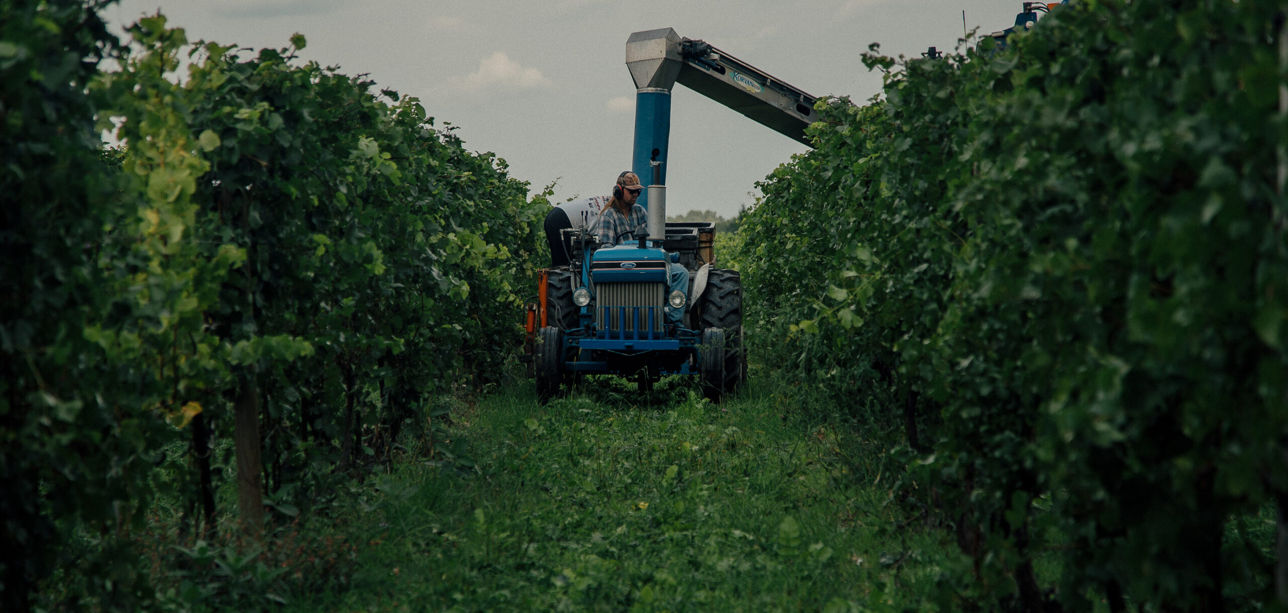 A tractor is moving between two rows of grape vines as a harvester spouts newly picked grapes into the bin.