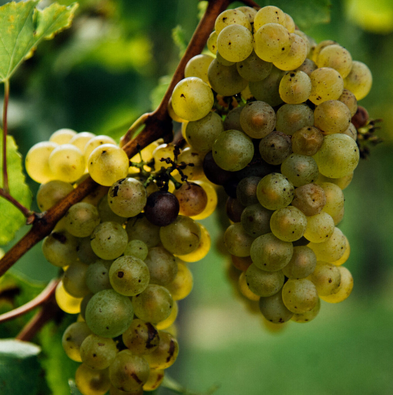 harvest grapes