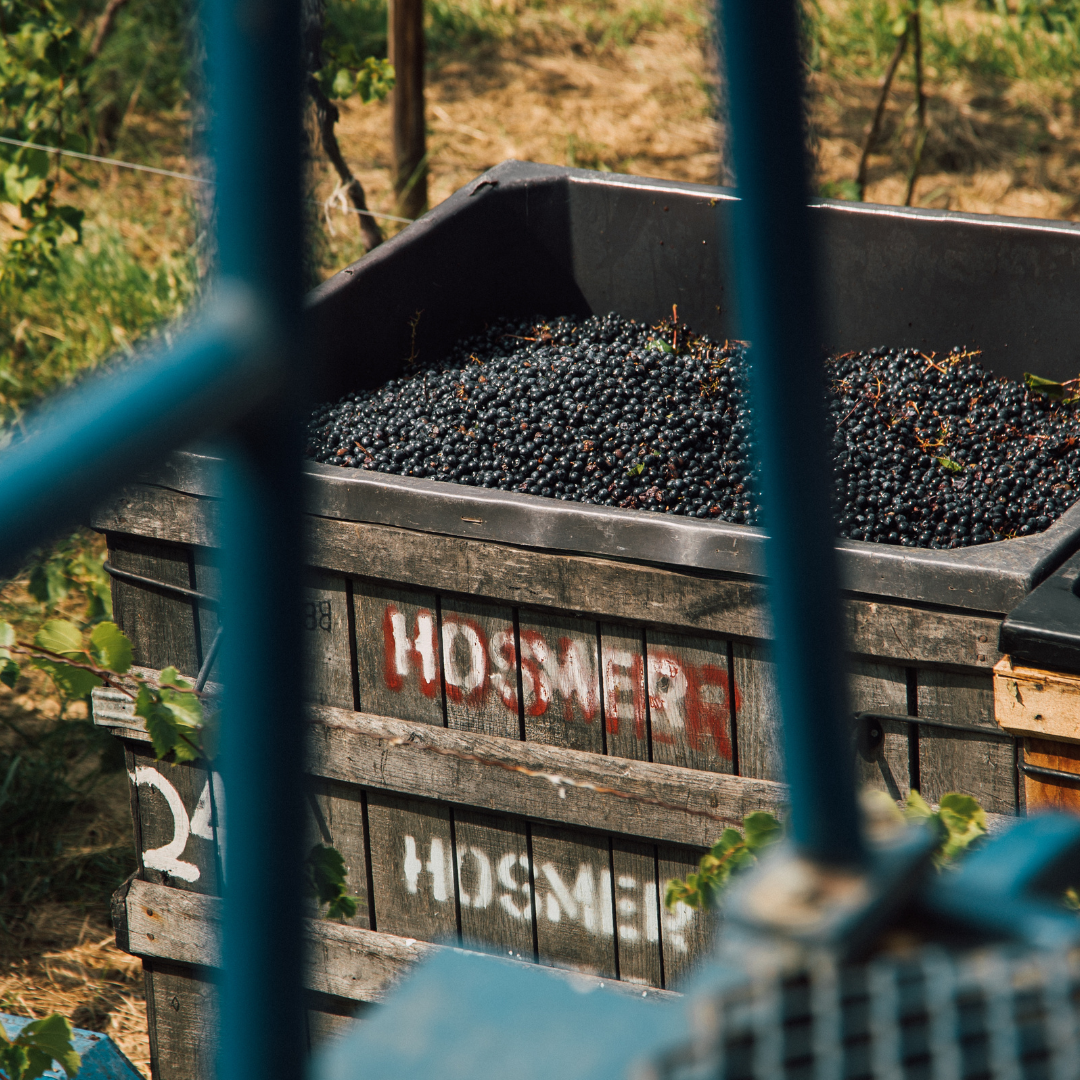 Harvested grapes fill a one ton bin that says HOSMER